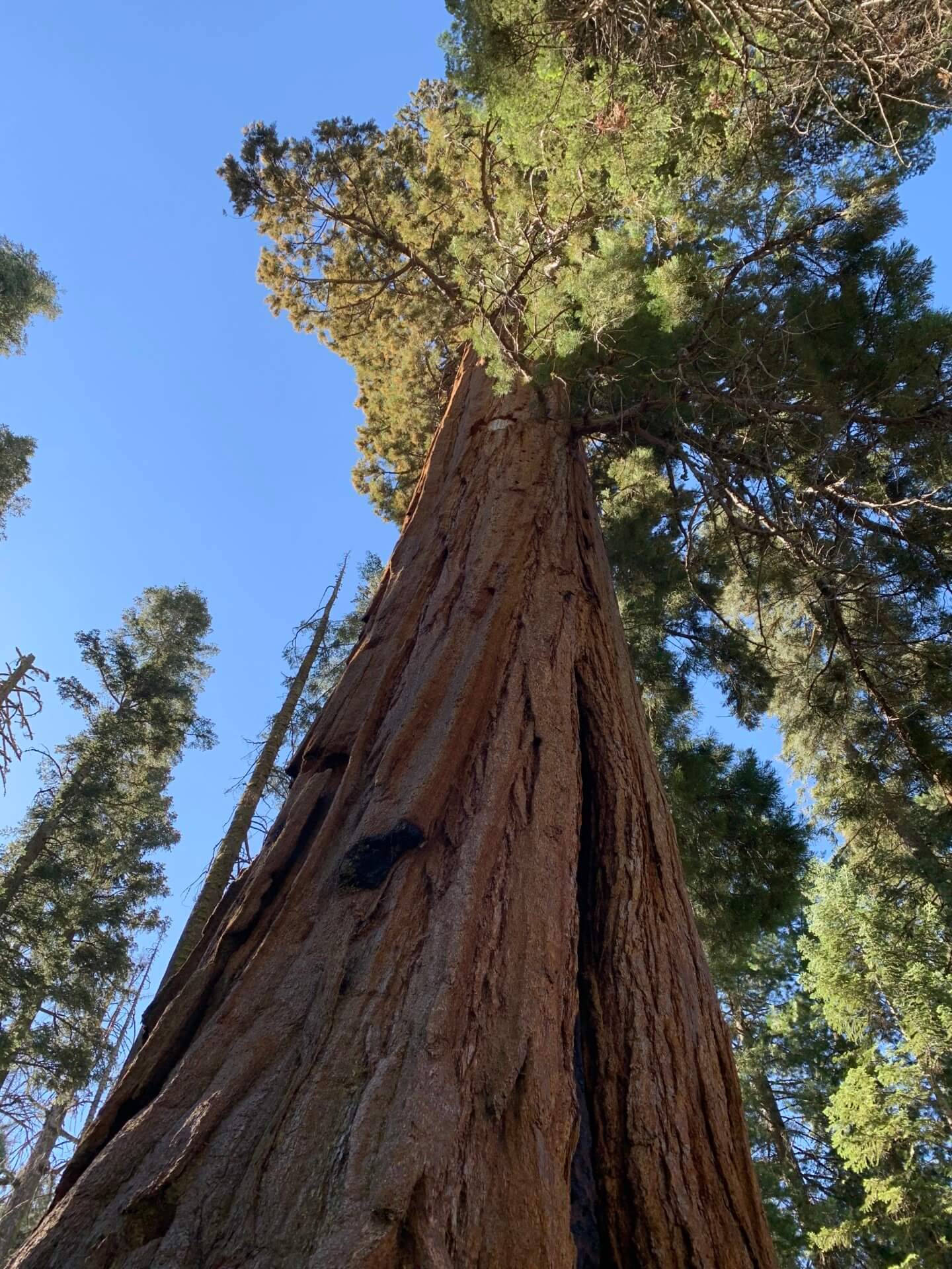 A Spontaneous Trip to Sequoia