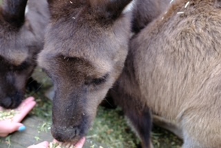 I Pet a Kangaroo!