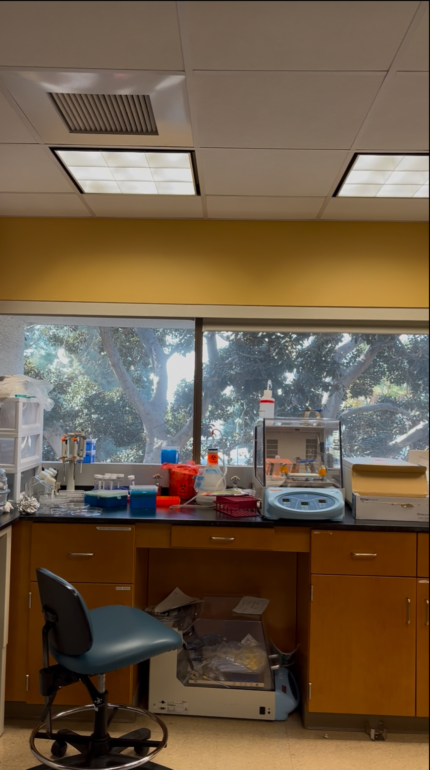 Lab Meetings, Pipettes, and a Lot of Learning: My First-Year BME Research Experience!